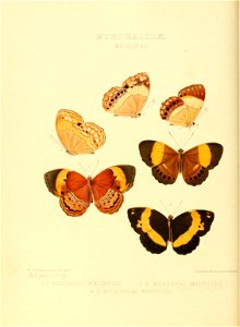 Illustrations of new species of exotic butterflies Messaras