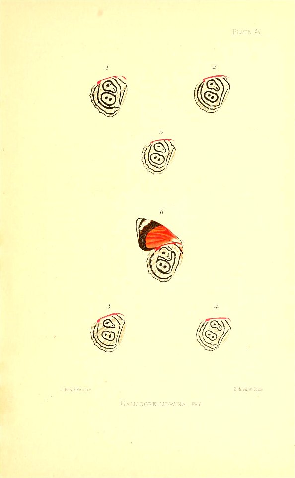 Illustrations of Diurnal Lepidoptera (Weeks) v. II, pl. 15 Callicore lidwina