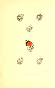 Illustrations of Diurnal Lepidoptera (Weeks) v. II, pl. 15 Callicore lidwina