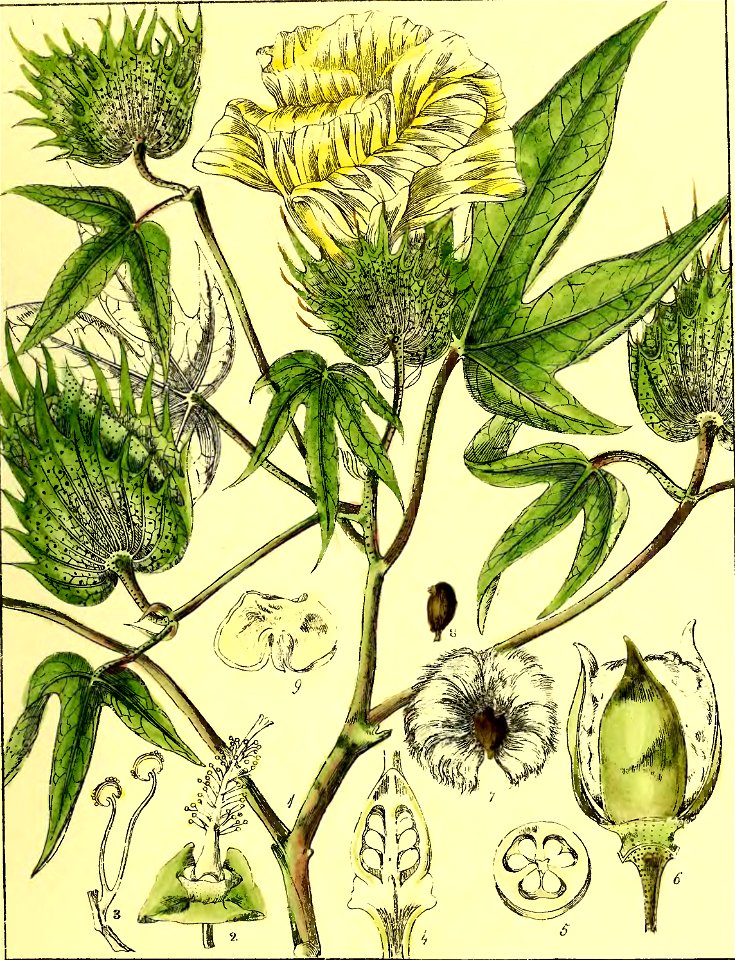 Illustrations of Indian Botany, Vol. 1 (page 153 crop)