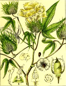 Illustrations of Indian Botany, Vol. 1 (page 153 crop)