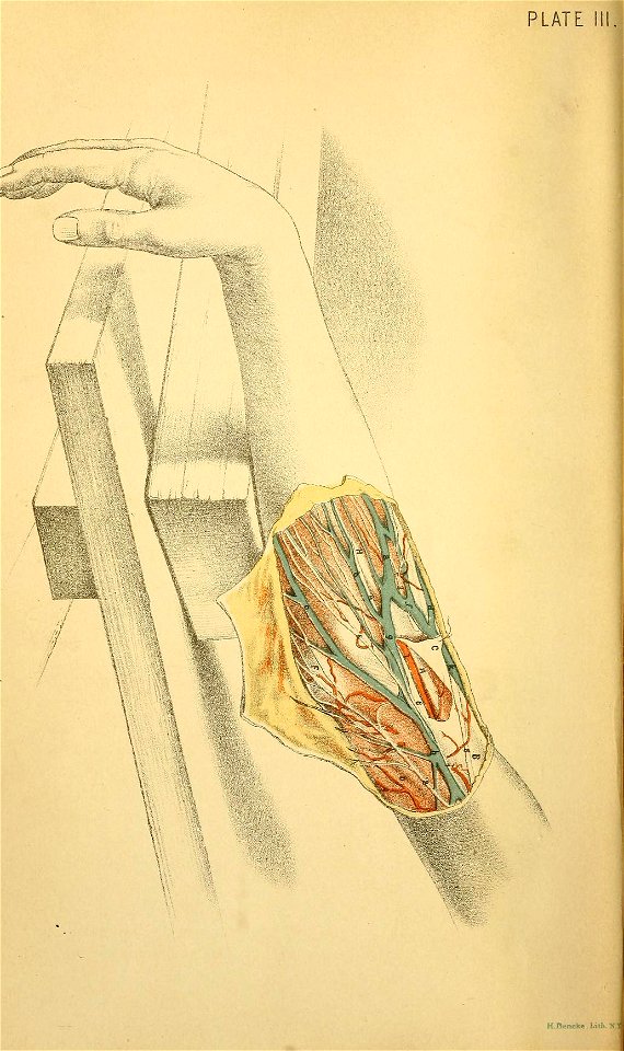 Illustrations of Dissections Plate 03 arm and elbow