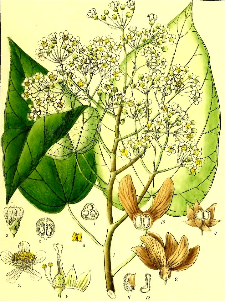 Illustrations of Indian Botany, Vol. 1 (page 185 crop)
