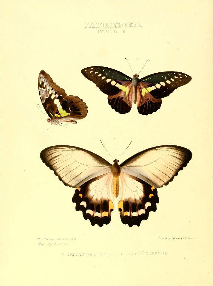 Illustrations of new species of exotic butterflies Papilio III - Free ...