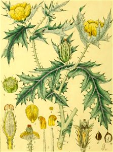 Illustrations of Indian Botany, Vol. 1 (page 78 crop)