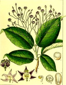 Illustrations of Indian Botany, Vol. 1 (page 173 crop)