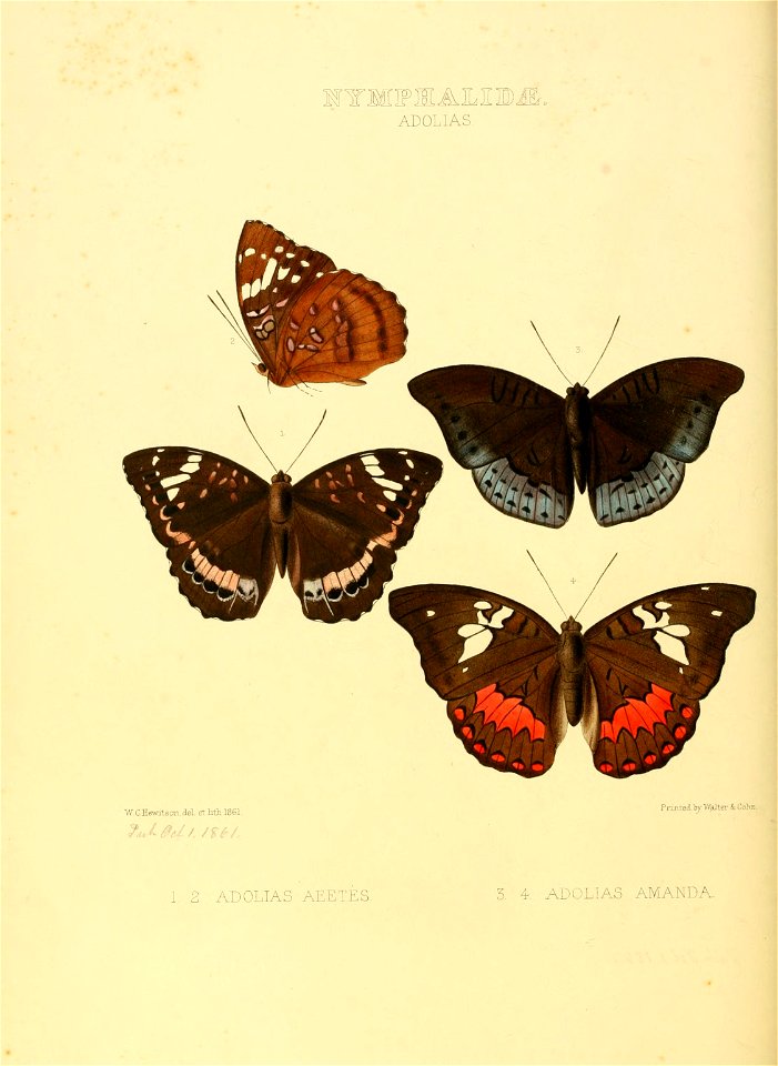 Illustrations of new species of exotic butterflies Adolias I