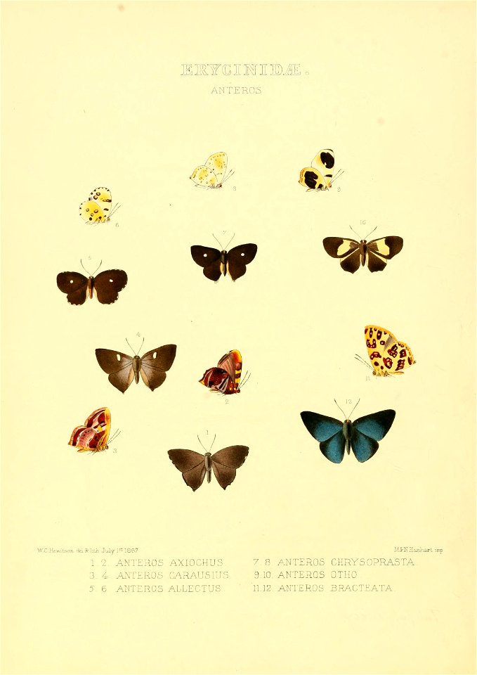 Illustrations of new species of exotic butterflies Anteros - Free Stock ...