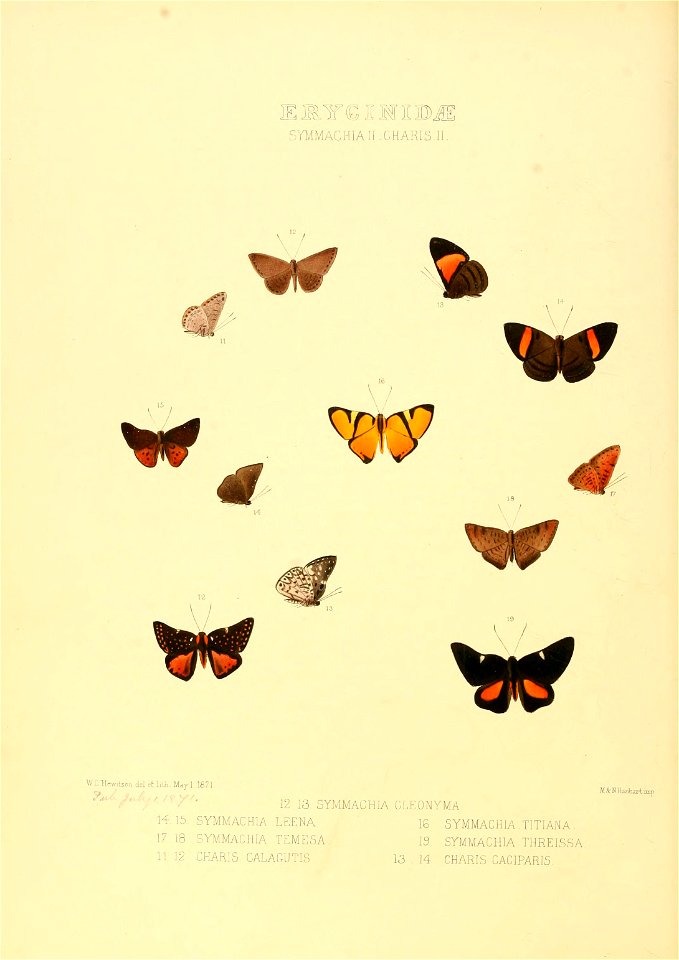 Illustrations of new species of exotic butterflies Symmachia II & Charis II