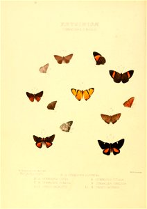Illustrations of new species of exotic butterflies Symmachia II & Charis II