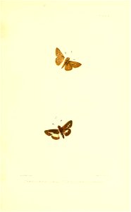 Illustrations of Diurnal Lepidoptera (Weeks) v. II, pl. 11