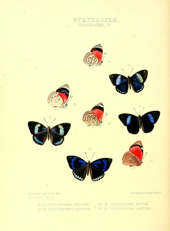 Illustrations of new species of exotic butterflies Catagramma IV