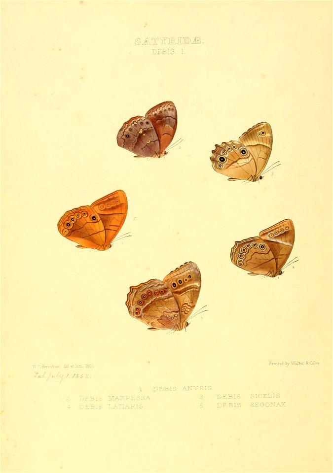 Illustrations of new species of exotic butterflies Debis I