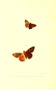 Illustrations of Diurnal Lepidoptera (Weeks) v. II, pl. 7