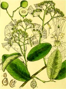 Illustrations of Indian Botany, Vol. 1 (page 92 crop)
