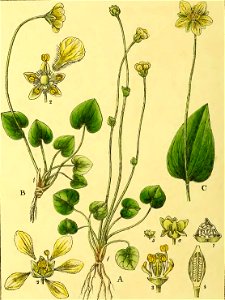 Illustrations of Indian Botany, Vol. 1 (page 116 crop)