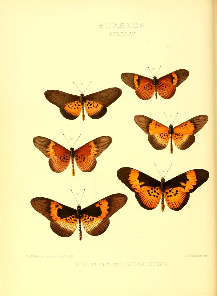 Illustrations of new species of exotic butterflies Acræa IV