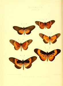 Illustrations of new species of exotic butterflies Acræa IV