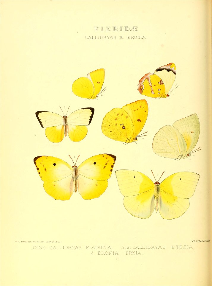 Illustrations of new species of exotic butterflies Callidryas & Eronia