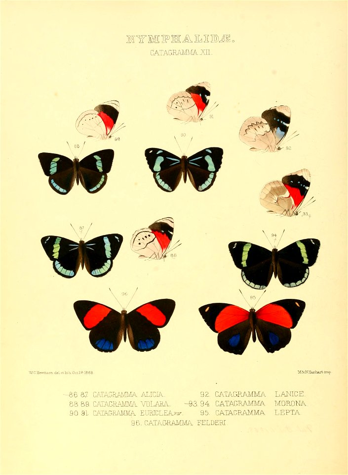 Illustrations of new species of exotic butterflies Catagramma XII