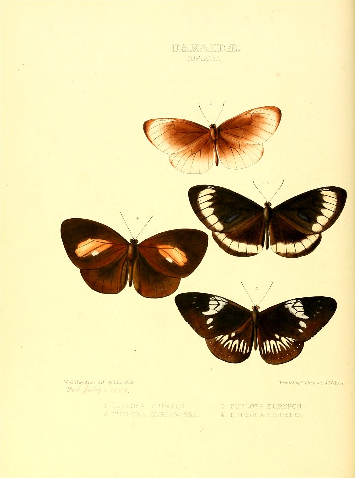 Illustrations of new species of exotic butterflies Euploea I