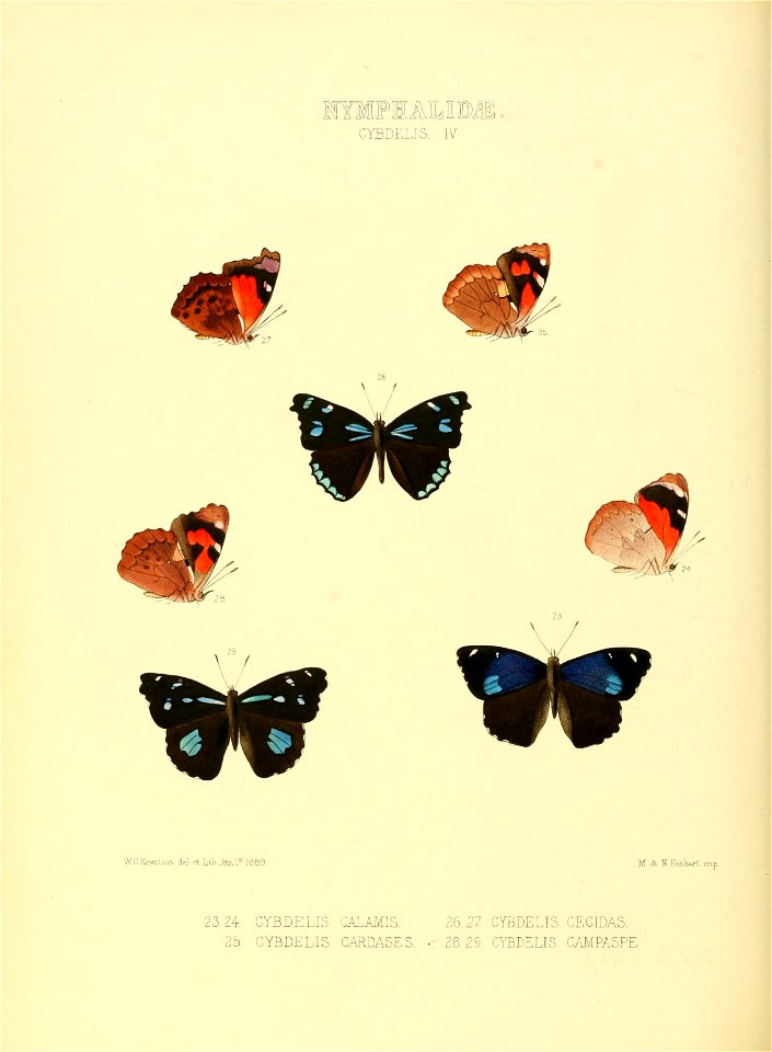 Illustrations of new species of exotic butterflies Cybdelis IV - Free ...