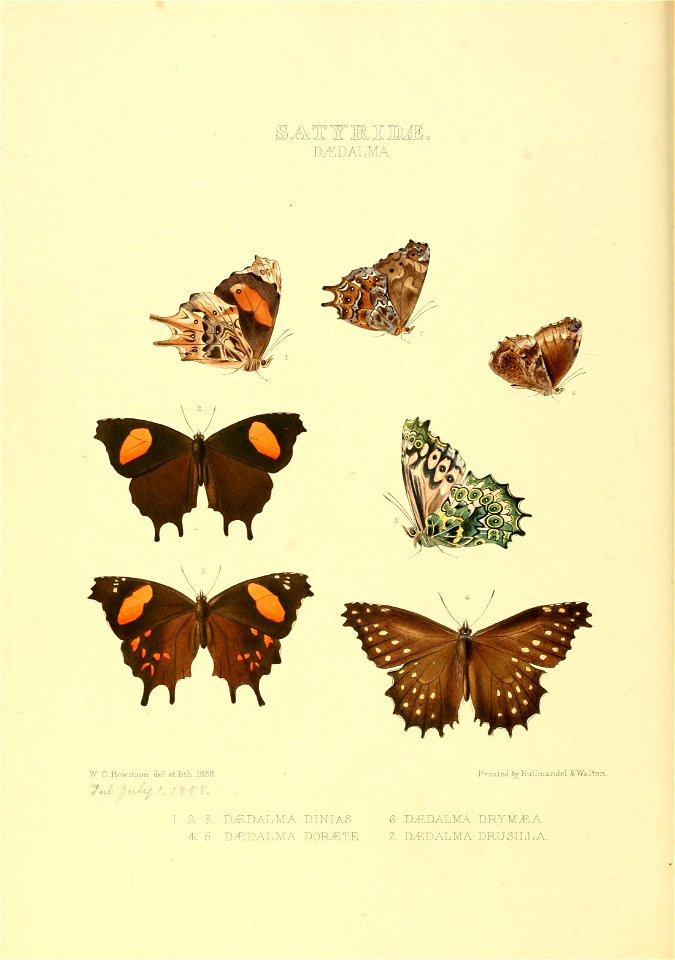 Illustrations of new species of exotic butterflies Dædalma