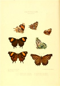 Illustrations of new species of exotic butterflies Dædalma