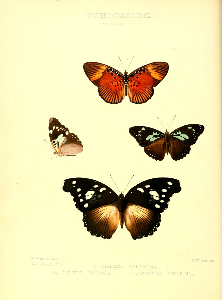 Illustrations of new species of exotic butterflies Diadema II - Free ...