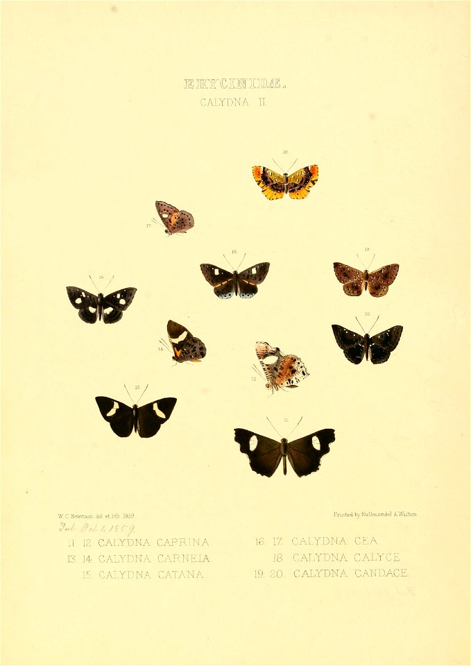 Illustrations of new species of exotic butterflies Calydna II