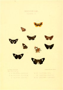 Illustrations of new species of exotic butterflies Calydna II