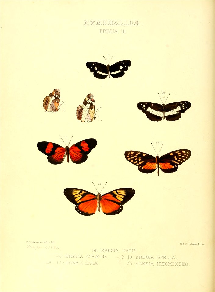 Illustrations of new species of exotic butterflies Eresia III