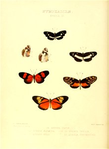 Illustrations of new species of exotic butterflies Eresia III