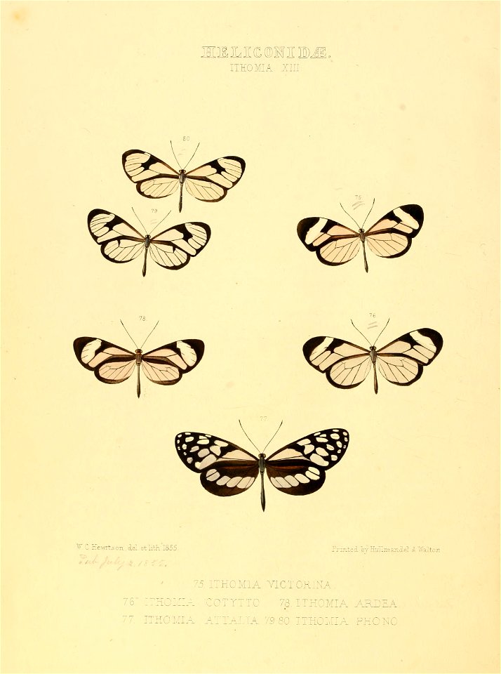 Illustrations of new species of exotic butterflies Ithomia XIII