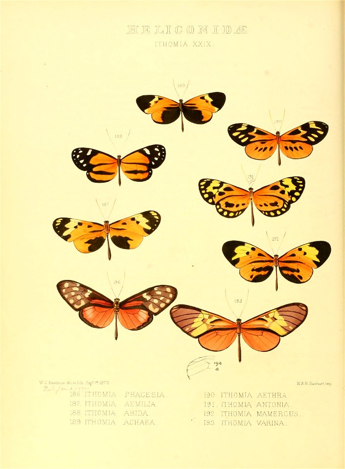 Illustrations of new species of exotic butterflies Ithomia XXIX