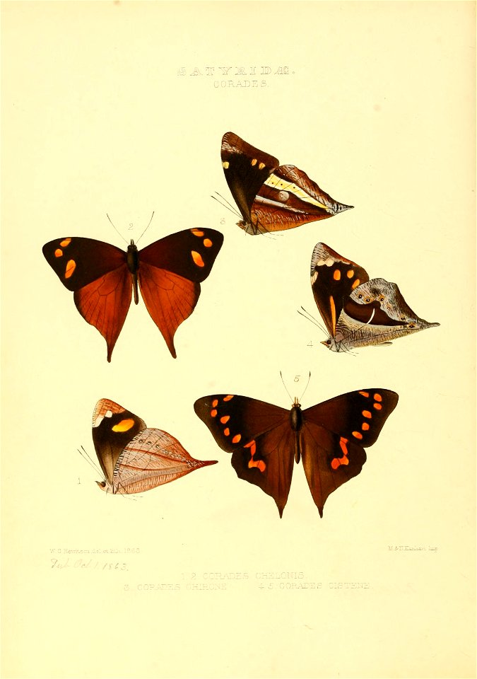 Illustrations of new species of exotic butterflies Corades