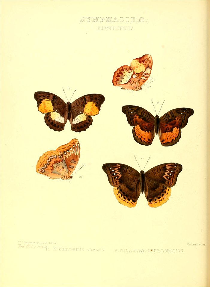 Illustrations of new species of exotic butterflies Euryphene IV