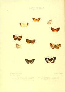 Illustrations of new species of exotic butterflies Lemonias IV