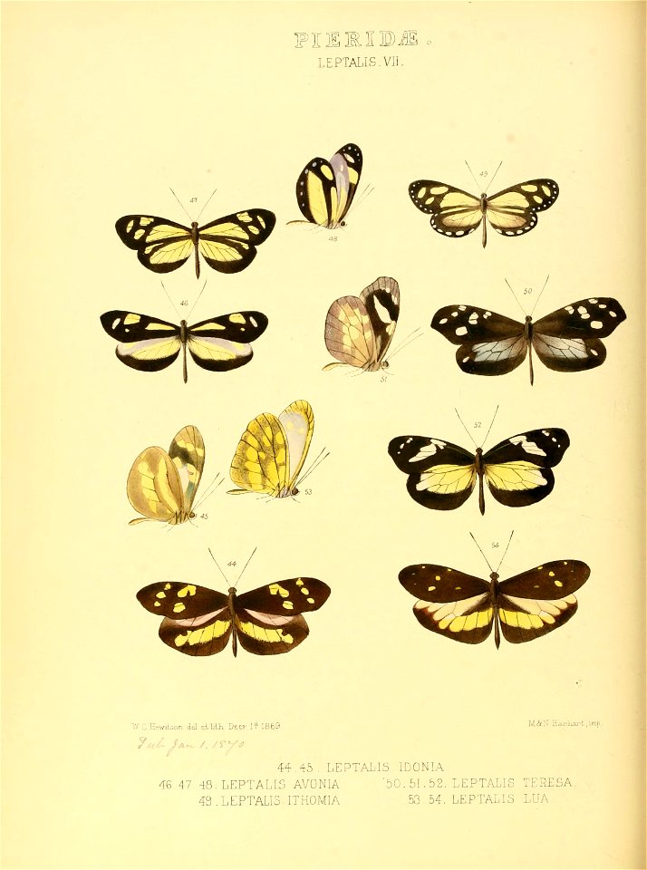Illustrations of new species of exotic butterflies Leptalis VII
