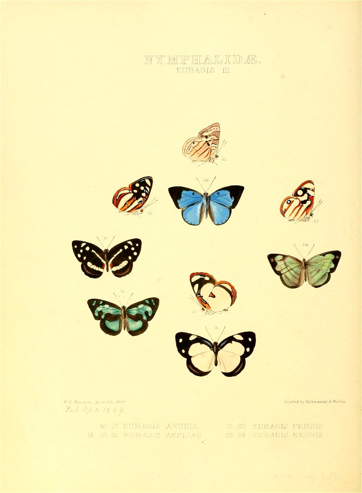 Illustrations of new species of exotic butterflies Eubagis III