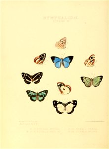 Illustrations of new species of exotic butterflies Eubagis III