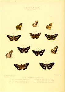 Illustrations of new species of exotic butterflies Hesperia VI