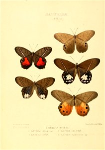 Illustrations of new species of exotic butterflies Hætera
