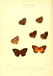 Illustrations of new species of exotic butterflies Mycalesis VI