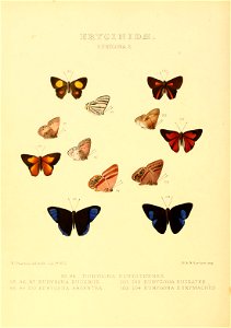 Illustrations of new species of exotic butterflies Eurygona X
