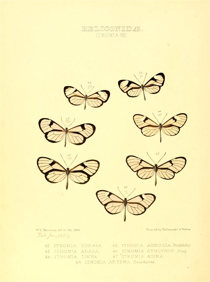 Illustrations of new species of exotic butterflies Ithomia VIII
