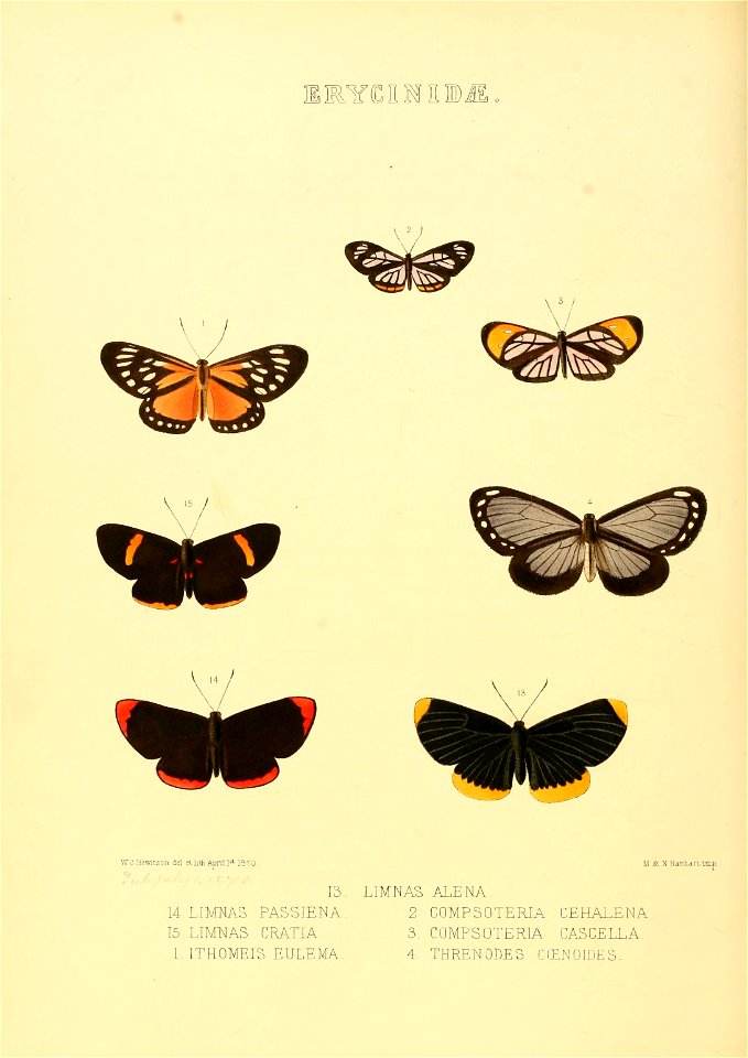 Illustrations of new species of exotic butterflies Limnas, Ithomeis &c