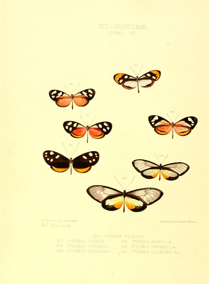 Illustrations of new species of exotic butterflies Ithomia XXI