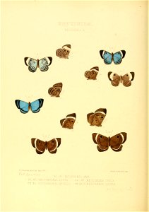 Illustrations of new species of exotic butterflies Mesosemia X