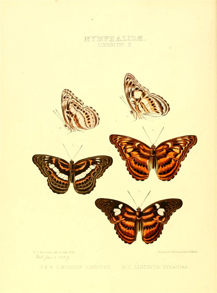 Illustrations of new species of exotic butterflies Limenitis II - Free ...